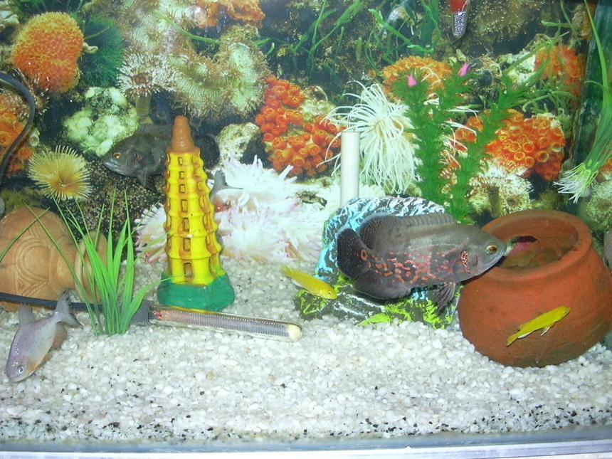 Rated #2053: Freshwater Fish - Astronotus Ocellatus - Tiger Oscar Stocking In 50 Gallons Tank - my oscars ,sicklets  and pacus.