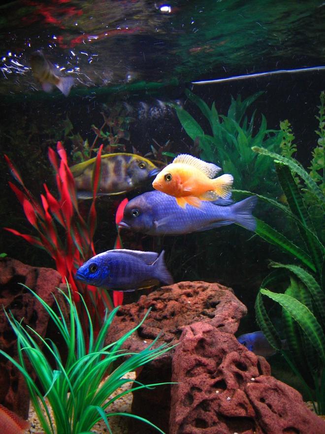 freshwater fish - cyrtocara moorii - blue dolphin cichlid stocking in 75 gallons tank - (Left to right) Venustus, Electric Blue, Blue Dolphin, Dragonblood Peacock.