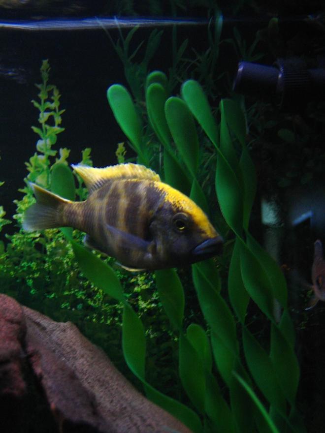 freshwater fish - nimbochromis venustus - venustus cichlid stocking in 75 gallons tank - My Venustus. The leader and the biggest my tank.