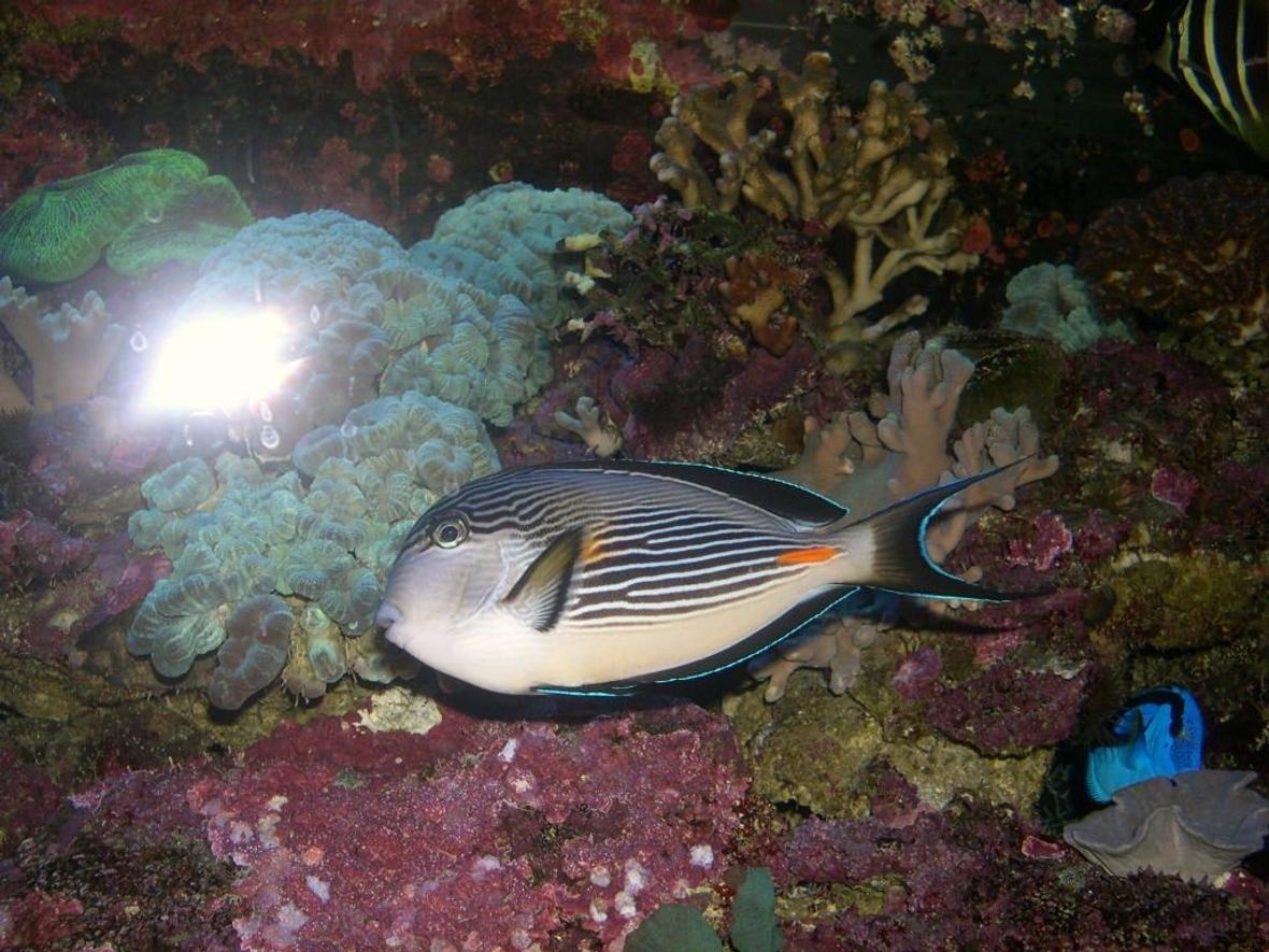 saltwater fish - acanthurus sohal - sohal tang stocking in 120 gallons tank - Acanthurus sohal 7 yo