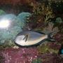 saltwater fish - acanthurus sohal - sohal tang stocking in 120 gallons tank - Acanthurus sohal 7 yo