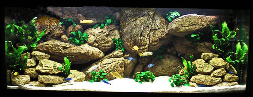 Rated #4: 63 Gallons Freshwater Fish Tank - My Mbuna Tank