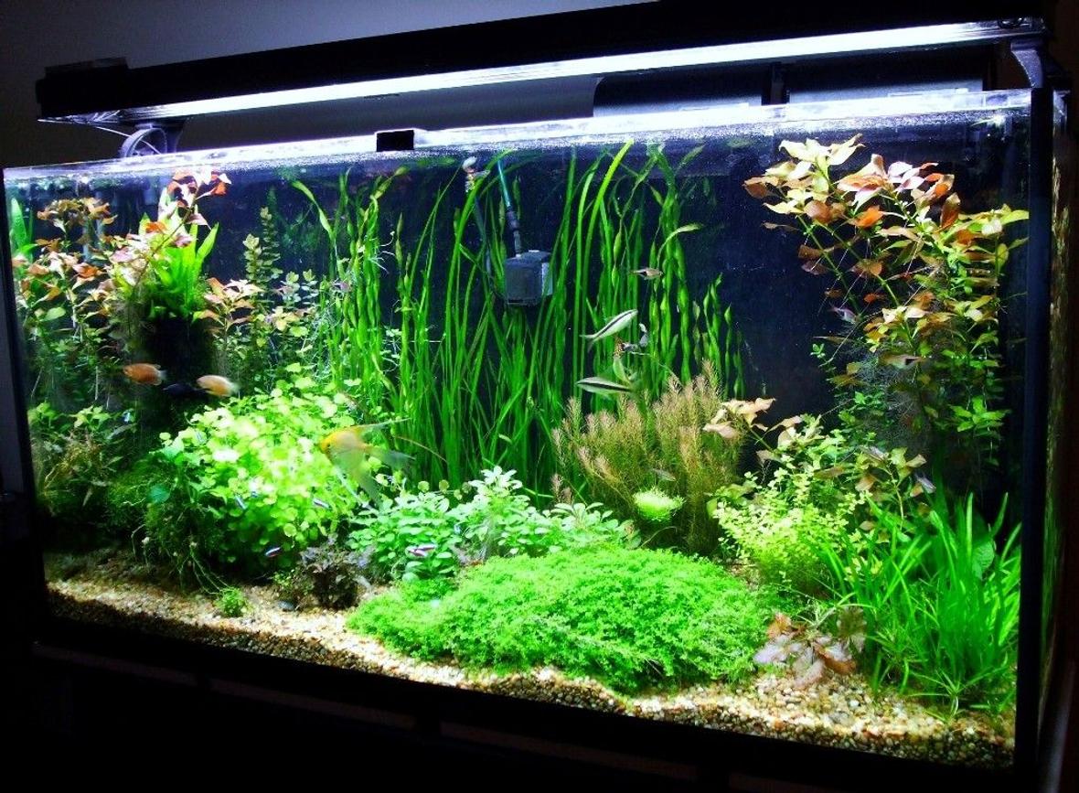 77 gallons planted tank (mostly live plants and fish) - 77 gallon Amazon Tank