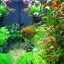 freshwater fish - pterophyllum sp. - gold veil angel stocking in 77 gallons tank - image 3