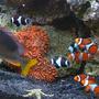 saltwater fish - siganus magnifica - magnificent foxface stocking in 144 gallons tank - Clowns, Anemone and Foxface