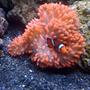 corals inverts - entacmaea quadricolor - rose bulb anemone stocking in 144 gallons tank - Clown in Rose Bubble Anemone