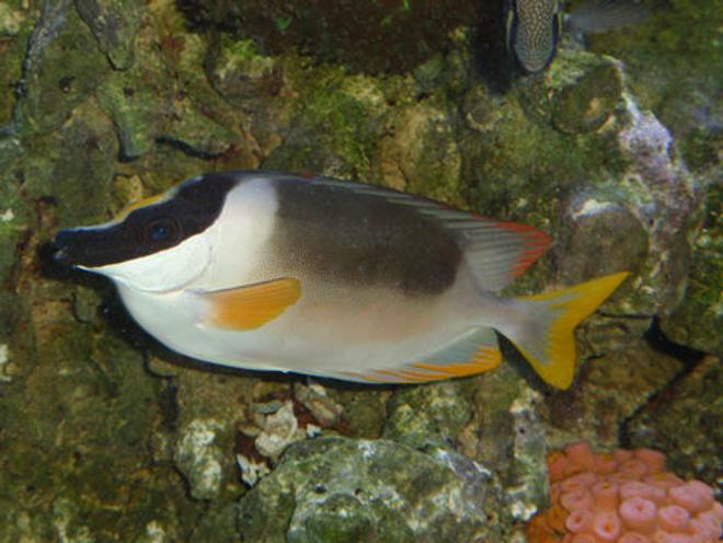 saltwater fish - siganus magnifica - magnificent foxface stocking in 144 gallons tank - Majestic Foxface