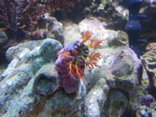 corals inverts - pseudocolochirus axilogus - sea apple, australian stocking in 144 gallons tank - Cucumber