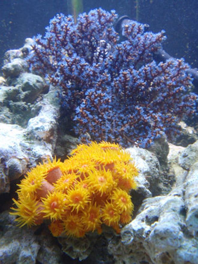 corals inverts - tubastrea faulkneri - orange sun coral stocking in 144 gallons tank - Blueberry Gregonian and Sun Polyps