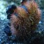 corals inverts - mespilia globulus - blue tuxedo urchin stocking in 144 gallons tank - Tuxedo Urchin