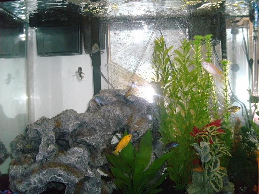 Rated #1793: Freshwater Fish - Pseudotropheus Estherae - Red Zebra Cichlid Stocking In 40 Gallons Tank - more pics of my community tank