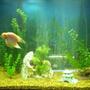 56 gallons freshwater fish tank (mostly fish and non-living decorations) - Older pic of my tank