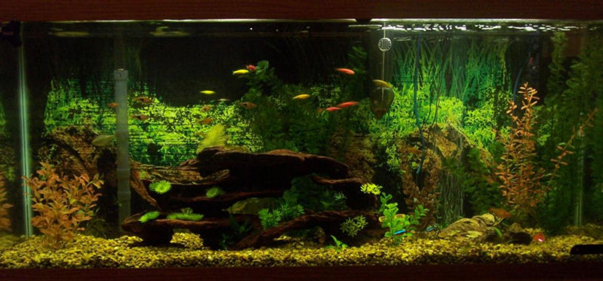55 gallons freshwater fish tank (mostly fish and non-living decorations) - 55g Community Aquarium