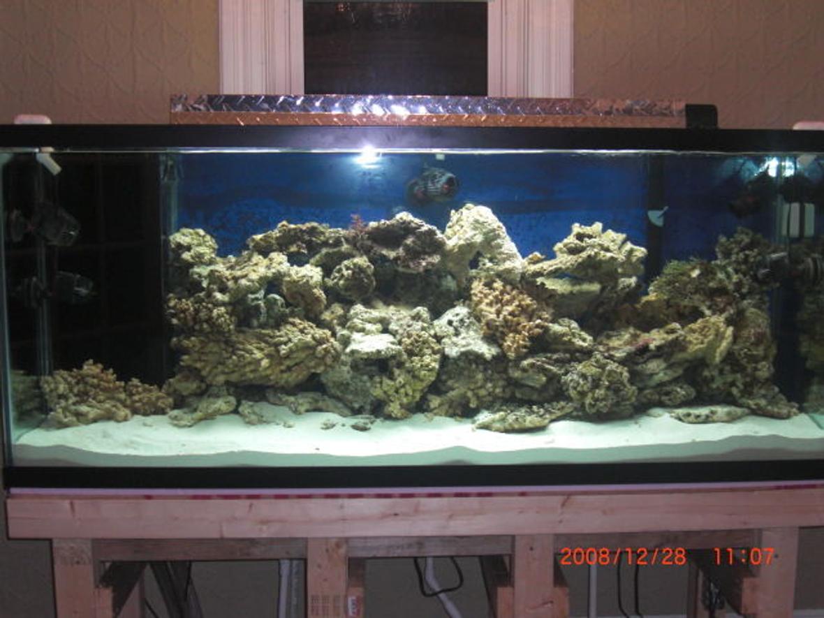 fish tank picture - I have 220 gallon reef tank 310 pounds of live rock
