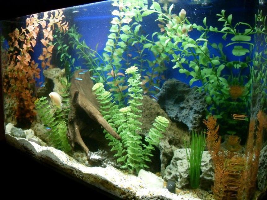 Rated #65: 30 Gallons Freshwater Fish Tank - 30 gl freshwater