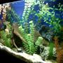 30 gallons freshwater fish tank (mostly fish and non-living decorations) - 30 gl freshwater