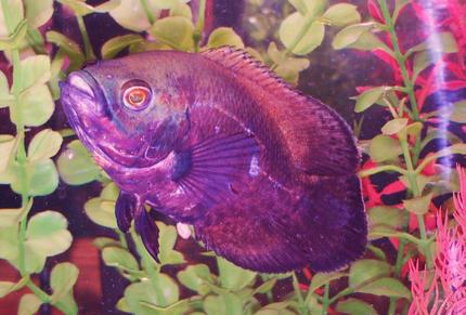 freshwater fish - astronotus ocellatus - red oscar stocking in 90 gallons tank - Red Oscar aka Soul Sister Red. This fish is loyal and adorable. For confidence and protection she cruises around with her 2 other soul sisters and is second in command among them.