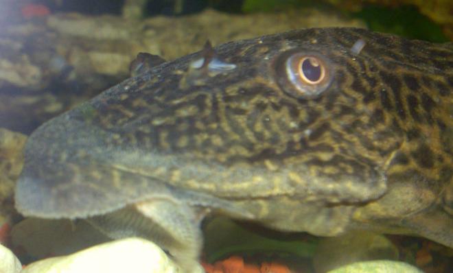 freshwater fish - glyptoperichthys gibbiceps - sailfin pleco (l-83) stocking in 100 gallons tank - big mouth