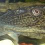 freshwater fish - glyptoperichthys gibbiceps - sailfin pleco (l-83) stocking in 100 gallons tank - big mouth
