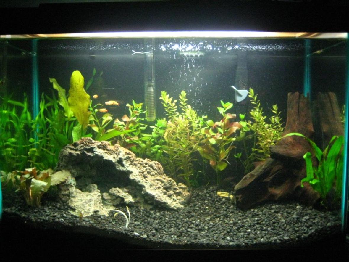 29 gallons planted tank (mostly live plants and fish) - 29 Gallon first planted tank.