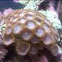 corals inverts - protopalythoa sp. - button polyp stocking in 10 gallons tank - another close up
