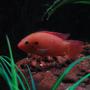 freshwater fish - hemichromis bimaculatus - jewel cichlid stocking in 75 gallons tank - Red Forest Jewel.
