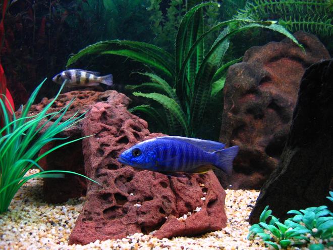 freshwater fish - sciaenochromis fryeri - electric blue hap stocking in 75 gallons tank - The biggest poser in my tank is one of my Electric Blues picture here in the front with my Zebra Obliquidens in the background.