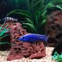 freshwater fish - sciaenochromis fryeri - electric blue hap stocking in 75 gallons tank - The biggest poser in my tank is one of my Electric Blues picture here in the front with my Zebra Obliquidens in the background.