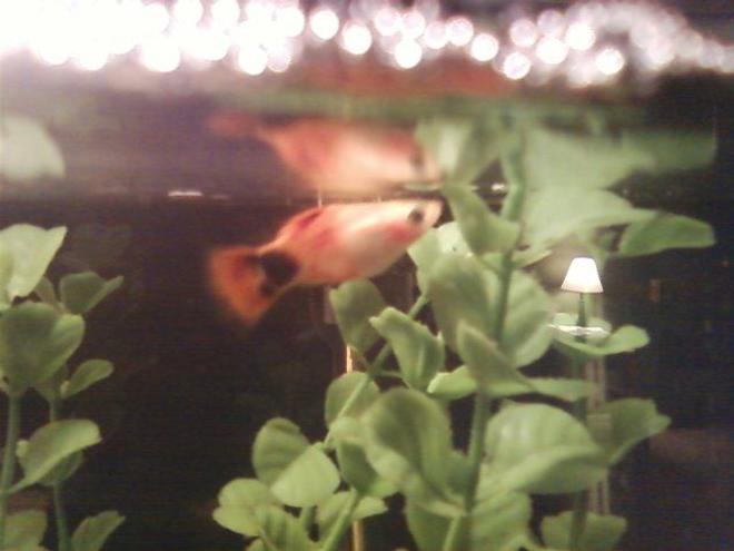 freshwater fish - xiphophorus maculatus - mickey mouse platy stocking in 10 gallons tank - One of my platys