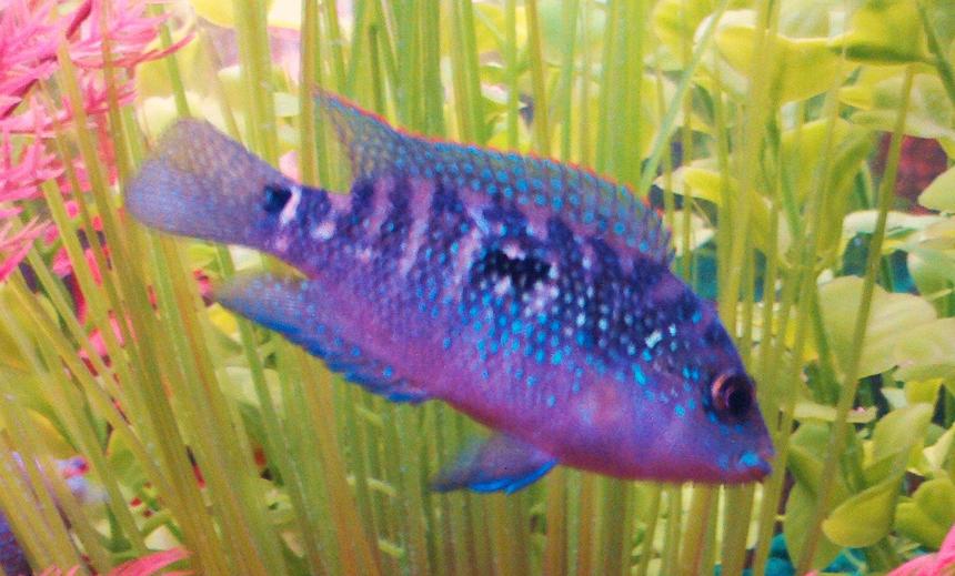 Rated #467: Freshwater Fish - Nandopsis Octofasciatum - Jack Dempsey Stocking In 90 Gallons Tank - Jack Dempsey aka Mayan Jewel  This photo makes Mayan Jewel look more blue than he really is. The light reflection of the camera and aquarium made this juvenile's spackles very reflective and  defined. Unfortunatley he is at the bottom of the tank hierarchy but I predict that someday he will be one of the fishes running the show.
