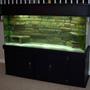 fish tank picture - Finished product!!!!!