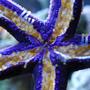 corals inverts - linckia teres - linckia sea star, purple stocking in 144 gallons tank - Purple linkia star