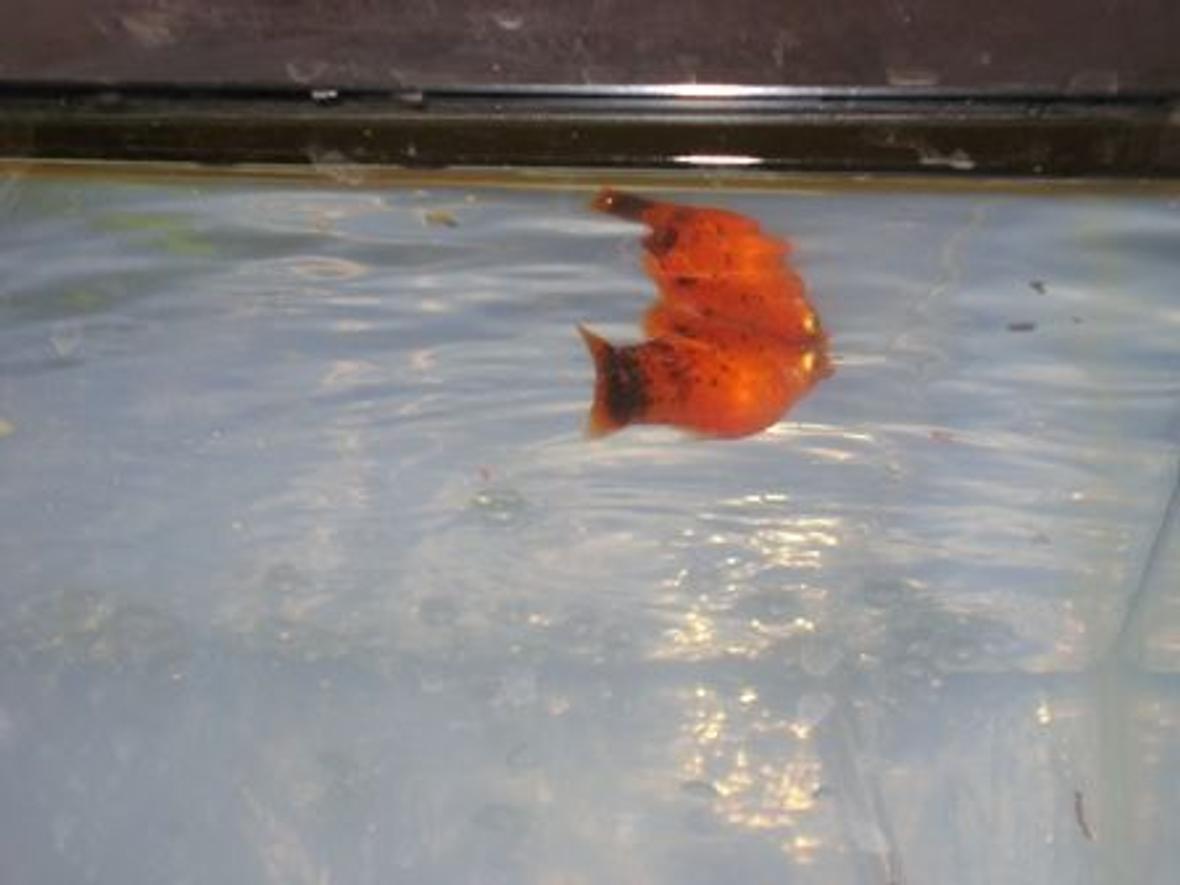 freshwater fish - xiphophorus maculatus - red wag platy stocking in 10 gallons tank - My Orange Platy!