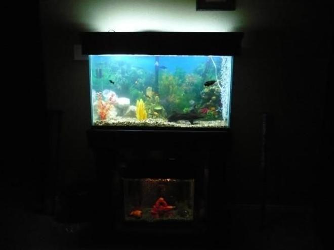 50 gallons freshwater fish tank (mostly fish and non-living decorations) - my tank