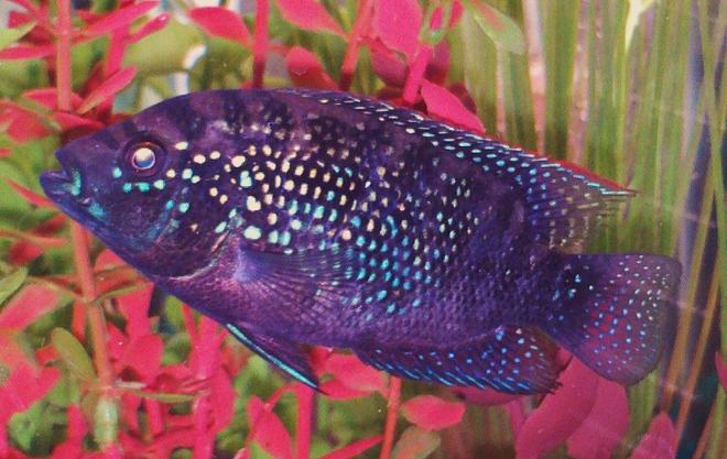 freshwater fish - nandopsis octofasciatum - jack dempsey stocking in 90 gallons tank - Jack Dempsey aka Aztec Warrior  This fish is around 3 months old and is already starting to show some of his true colors. He gets challenged by some of his other tank mates thus I predict his wonderful colors will only become more pronounced as he gets older. When he is upset his colors become  brighter.