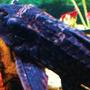freshwater fish - glyptoperichthys gibbiceps - sailfin pleco (l-83) stocking in 90 gallons tank - Picostumus Pleco aka Picasso This fish is almost 12 inches long and does his thing by cleaning the algae of the tank. He loves cucumbers, tends to be nocturnal and rules the night along with my knife fish. He does not mess with any of the other fishes and will not tolerate being messed with.