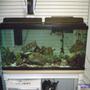 55 gallons freshwater fish tank (mostly fish and non-living decorations) - 55 african - malawi/tanginikan