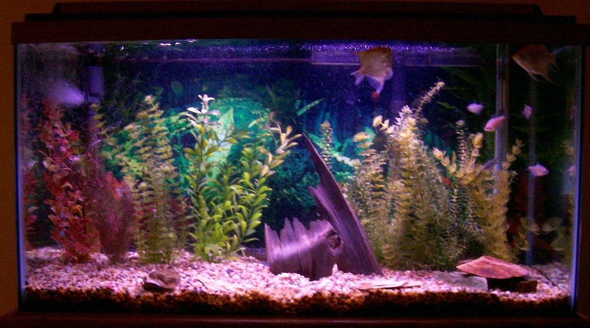38 gallons freshwater fish tank (mostly fish and non-living decorations) - 38 gal freshwater