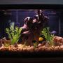 29 gallons freshwater fish tank (mostly fish and non-living decorations) - Cichlid Tank