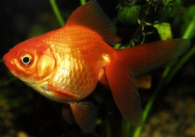 freshwater fish - carassius auratus - fantail goldfish stocking in 55 gallons tank - 3" Fantail Goldfish
Kept in a 100 gallon tank with other goldfish