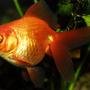freshwater fish - carassius auratus - fantail goldfish stocking in 55 gallons tank - 3" Fantail Goldfish Kept in a 100 gallon tank with other goldfish