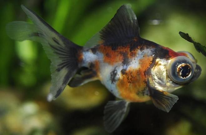 freshwater fish - carassius auratus - telescope calico goldfish stocking in 55 gallons tank - 1.5" Telescope Calico Goldfish
Kept in a 100 gallon tank with other goldfish