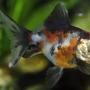 freshwater fish - carassius auratus - telescope calico goldfish stocking in 55 gallons tank - 1.5" Telescope Calico Goldfish Kept in a 100 gallon tank with other goldfish