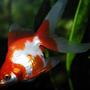 freshwater fish - carassius auratus - red & white ryukin goldfish stocking in 55 gallons tank - 3" Red/White Ryukin Goldfish Kept in a 100 gallon tank with other goldfish