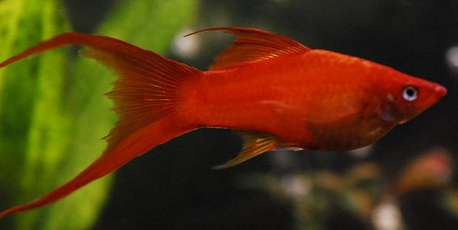 freshwater fish - xiphophorus helleri - hi fin lyretail swordtail stocking in 55 gallons tank - 4" Red Marigold Swordtail