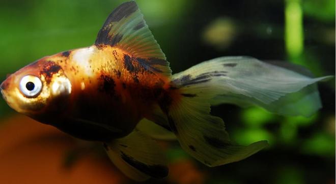 freshwater fish - carassius auratus - fantail goldfish, calico stocking in 55 gallons tank - 2" Calico Goldfish
Kept in a 100 gallon tank with other goldfish