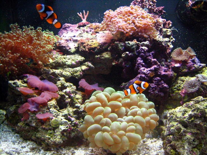 Rated #33: Corals Inverts - Plerogyra Sinuosa - Bubble Coral Stocking In 55 Gallons Tank - 29 gallon biocube.