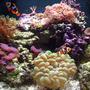 corals inverts - plerogyra sinuosa - bubble coral stocking in 55 gallons tank - 29 gallon biocube.