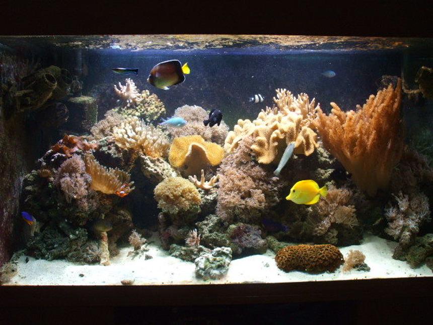 Rated #70: 100 Gallons Reef Tank - g2