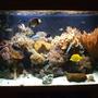 100 gallons reef tank (mostly live coral and fish) - g2